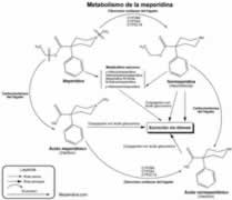 Metabolismo de la meperidina